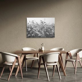 Tablou pe sticlă - Iarba în vânt (70x50 cm)