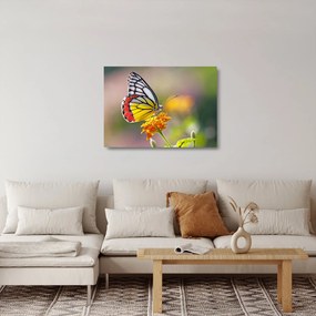 Tablou pe sticlă - Fluture pe floare (70x50 cm)