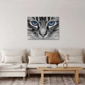 Tablou cu pisica (70x50 cm)