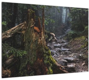 Tablou pe sticlă - În pădure (70x50 cm)