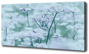 Print pe pânză Astrantia majore