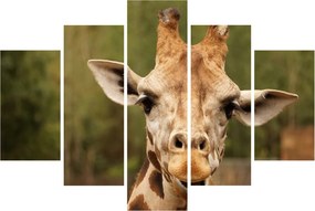 Tablou girafe (150x105 cm)