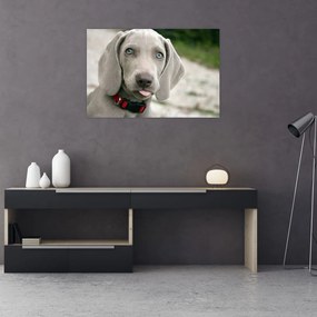 Tablou - cățeluș weimaraner (90x60 cm)