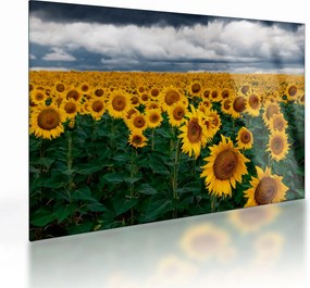 Tablou pe sticlă câmpului de floarea soarelui (70x50 cm)