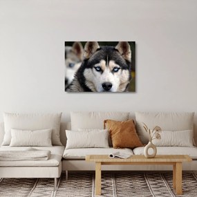 Tablou pe sticlă cu câinele husky (70x50 cm)