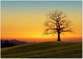 Tablou - Copacul în câmp (70x50 cm)