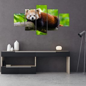 Tablou cu panda roșie (125x70 cm), în 40 de alte dimensiuni noi