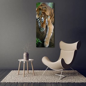 Tablou pe sticlă acrilică Tiger pe un copac