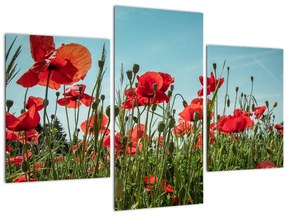 Tablou - Pe câmpul cu maci (90x60 cm)