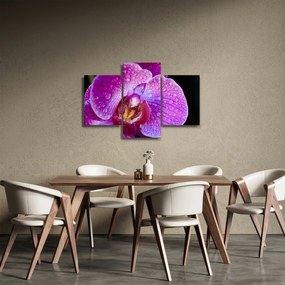 Tablou detailat cu floare de orhidee (90x60 cm)