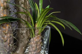 Aranjament floral mediu design LUX CACTUS SQUARE