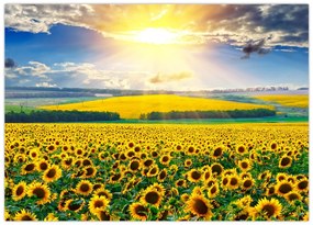 Tablou pe sticlă - Câmp cu floarea soarelui (70x50 cm)