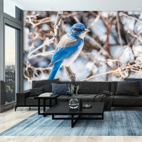 Fototapet - Western jay (147x102 cm)
