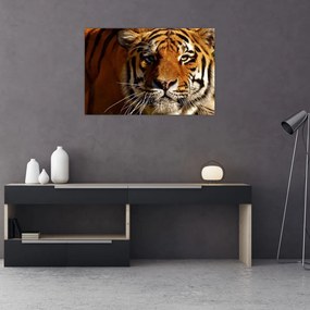 Tablou cu tigrul (90x60 cm)