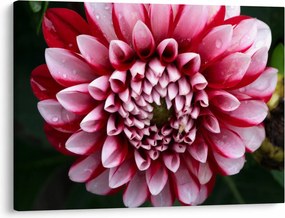 Tablou cu dalie roz (70x50 cm)