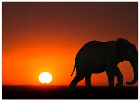 Tablou pe sticlă cu elefant în apus de soare (70x50 cm)