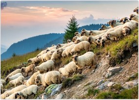 Tablou - O turmă de oi (70x50 cm)