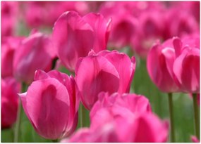 Tablou - Lalele roz (70x50 cm)