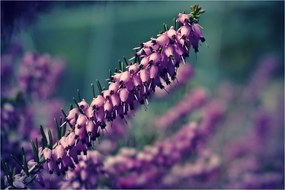 Tablou cu lavanda (90x60 cm)