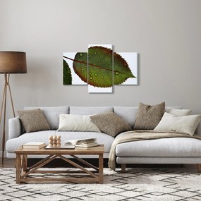 Tablou - Frunze de trandafir (90x60 cm)