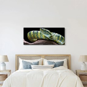 Tablou - Șarpele cu clopoței al lui Wagler (120x50 cm)