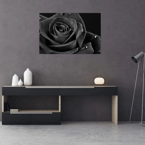Tablou - Trandafir roșu aprins (90x60 cm)