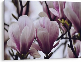 Tablou - Magnolie (70x50 cm)