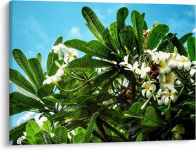 Tablou - Plumeria (70x50 cm)