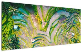 Tablou cu lanuri de orez din privire de sus (120x50 cm)