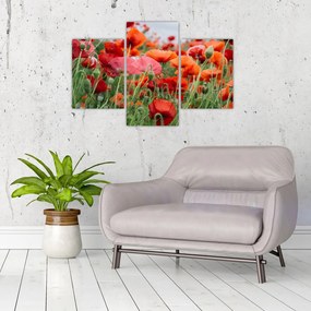 Tablou din câmp cu maci (90x60 cm)