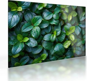 Tablou pe sticlă - Plante verzi (70x50 cm)