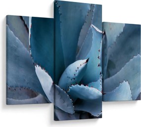 Tablou - Agave (90x60 cm)