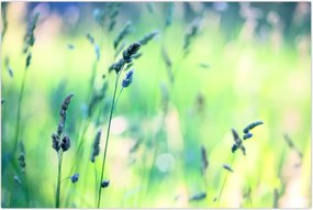 Tablou - Detaliu pajiște (90x60 cm)