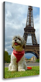 Print pe pânză Câine din Paris