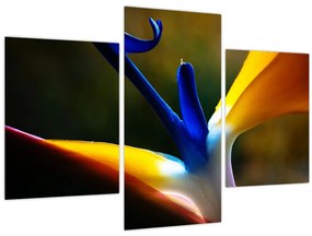 Tablou - Floare exotică (90x60 cm)