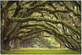 Tablou - Oaks Avenue, Charleston, Carolina de Sud, SUA (90x60 cm)