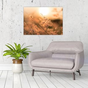 Tablou - Iarbă la soare (70x50 cm)