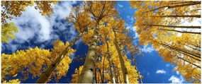 Tablou - Aspen (120x50 cm)