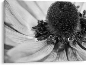 Tablou - Floare în alb-negru (70x50 cm)