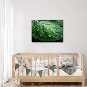 Tablou pe sticlă - Detaliu de frunze după ploaie (70x50 cm)