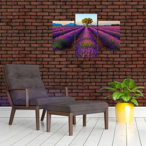 Tablou - Câmp de lavandă (90x60 cm)