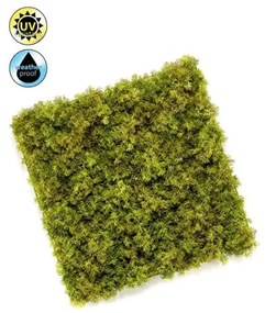 Perete artificial - Iceland moss - 50 x 50 cm