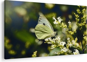 Tablou cu fluture (90x60 cm)