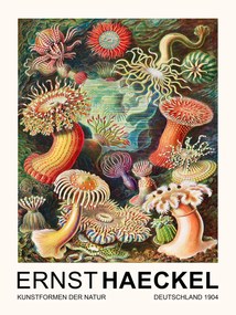 Reproducere Actiniae–Seeanemonen / Sea Anemones (Vintage Academia) - Ernst Haeckel, (30 x 40 cm)