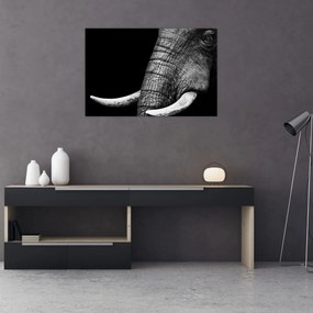 Tablou - Colți de elefant (90x60 cm)