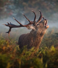 Fotografie Bellowing Stag, Alan Crossland