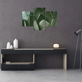 Tablou - Agave verde (90x60 cm)