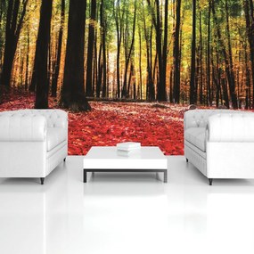 Fototapet - Pădure (152,5x104 cm)
