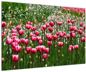 Tablou - Lalele (90x60 cm)