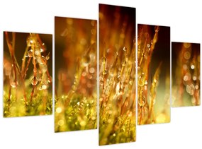 Tablou - Detaliu rouă (150x105 cm)